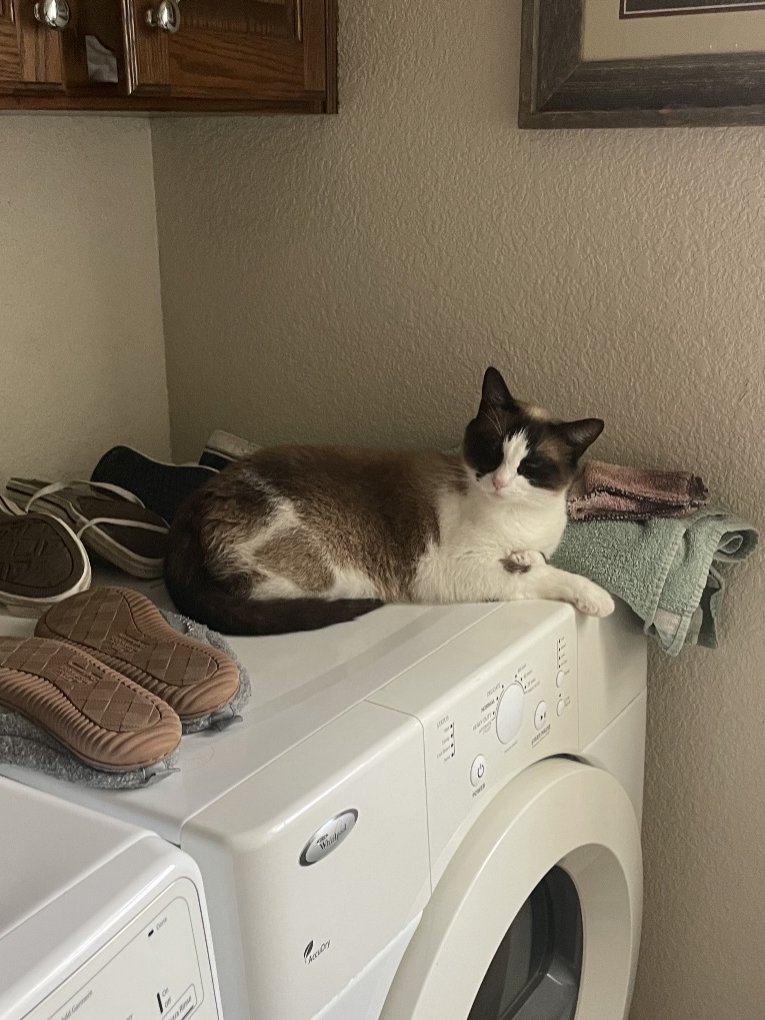 an image of Shawty lying on the dryer