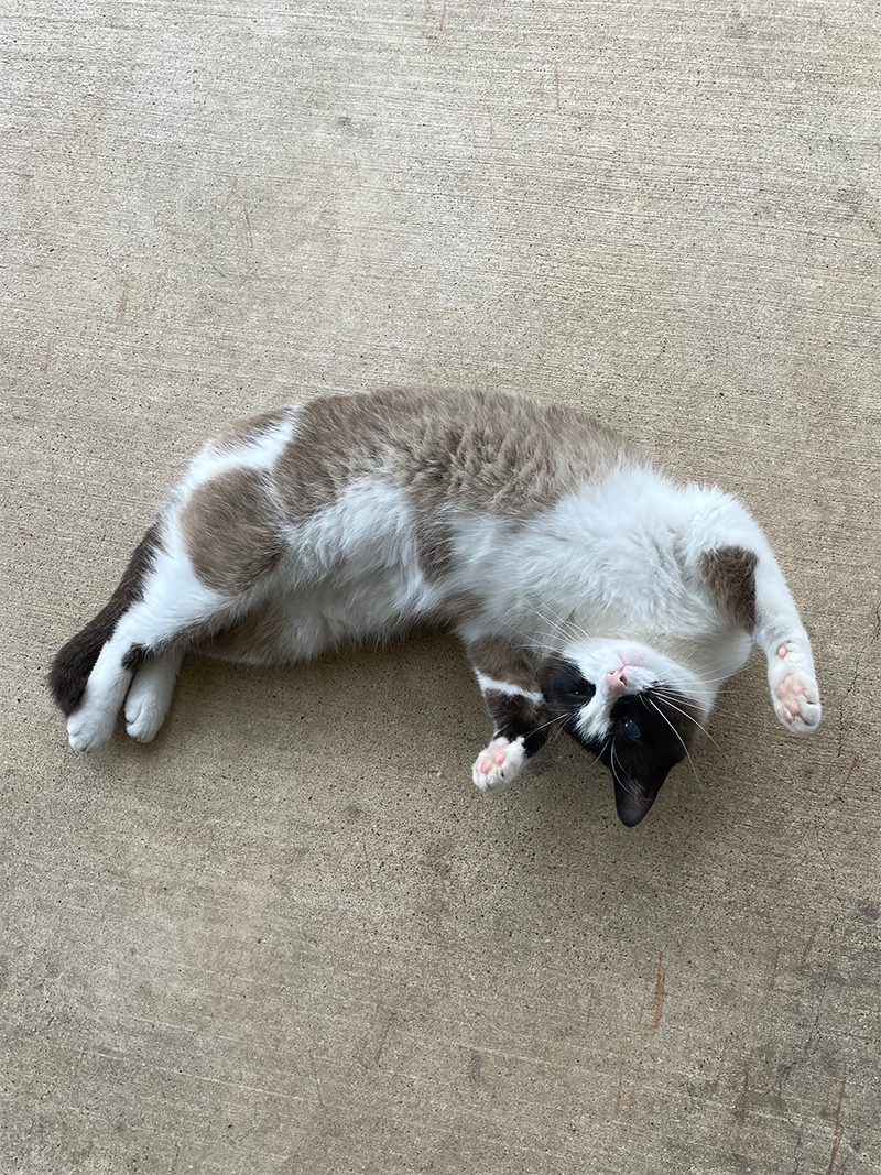 an image of Shawty rolling around on concrete