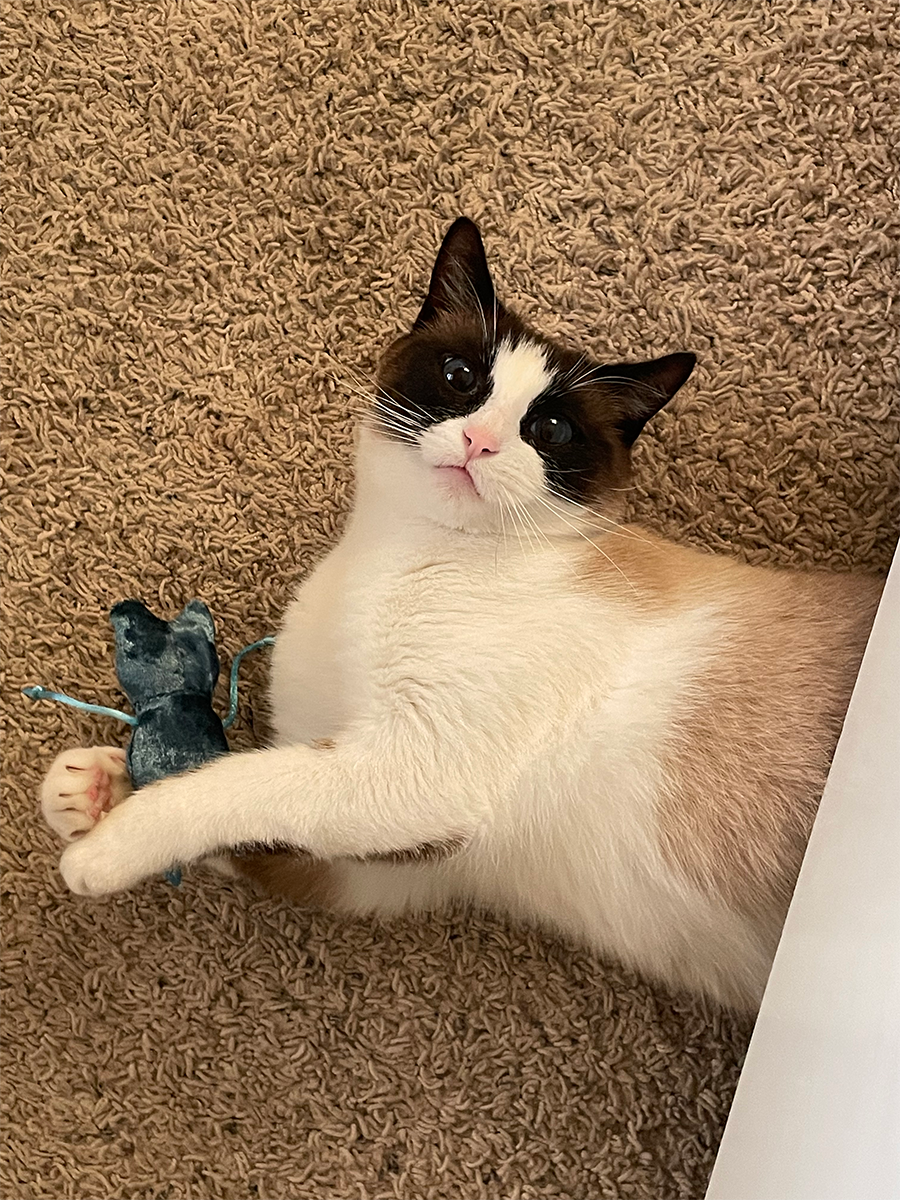 an image of Shawty holding a toy frog