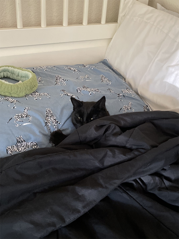 an image of Bertha curled up in a bed
