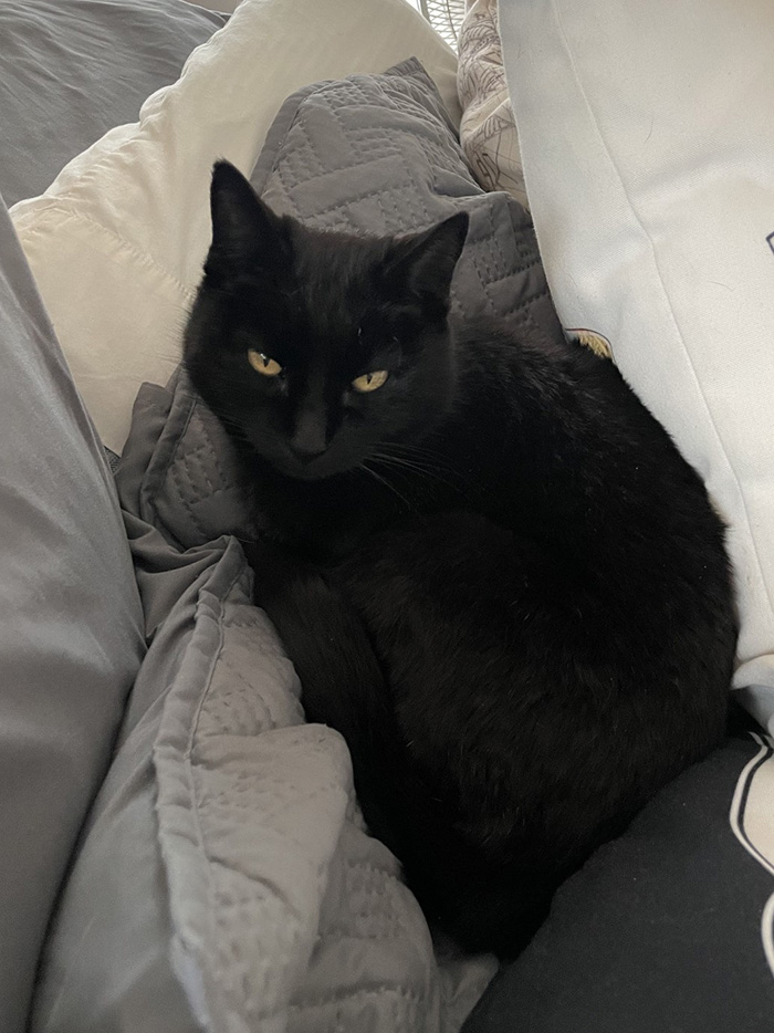an image of Bertha snuggled between several pillows