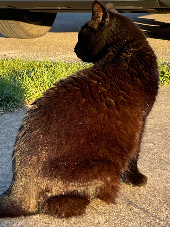 an image of Bertha with red fur from the sun