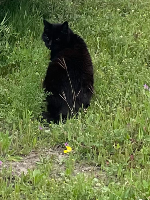 an image of Bertha sitting in the grass