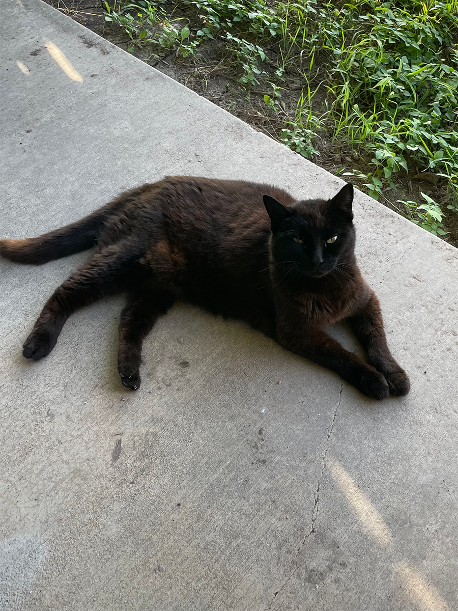 an image of Bertha lying on the porch