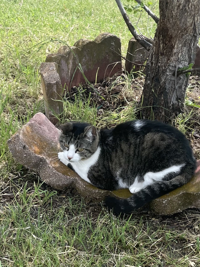an image of Pepper sitting on a garden ornament
