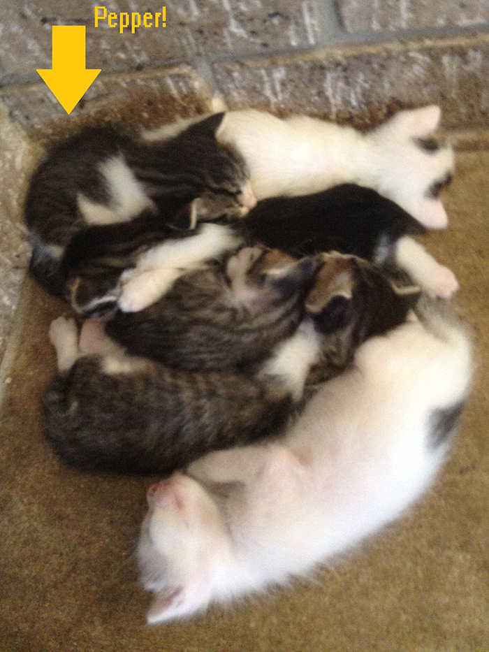an image of Pepper and her siblings as babies