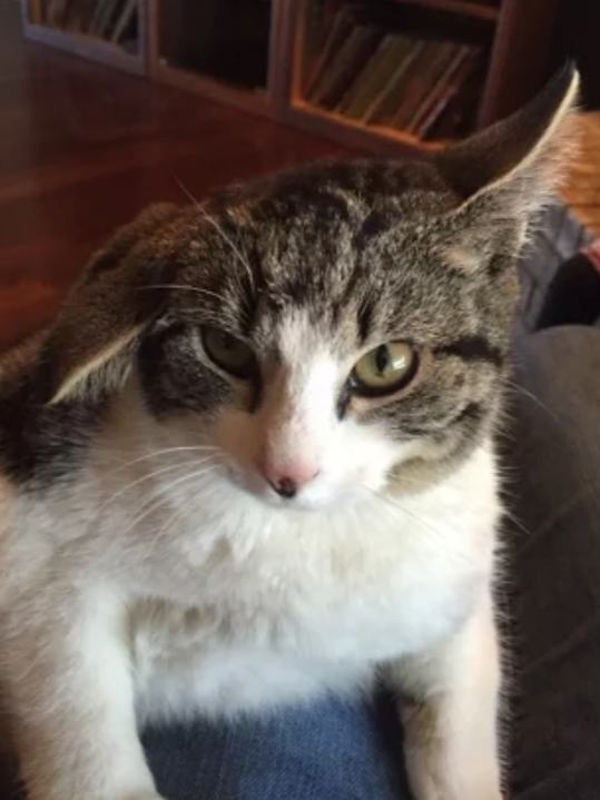 an image of Pepper with her right ear limp