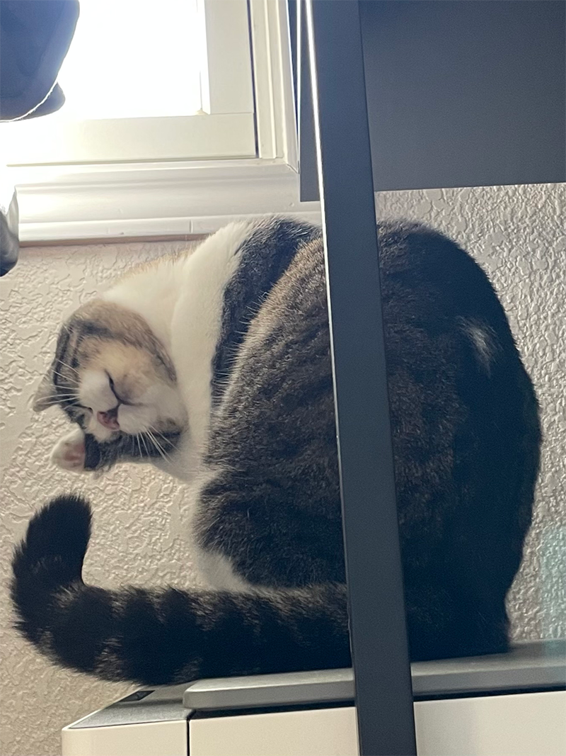 an image of Pepper rubbing her face sitting on my printer