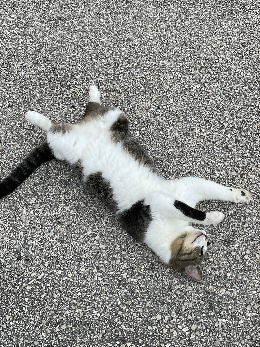 an image of Pepper rolling around on the asphalt