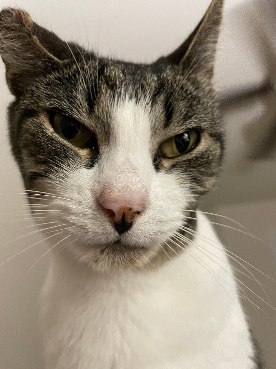 an image of a funny photo of Pepper after I pushed her fur back